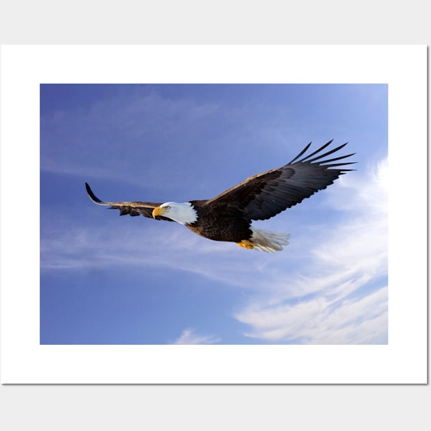 Flying Bald Eagle Wall Art by kawaii_shop